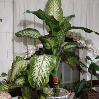 گل دیفن باخیا