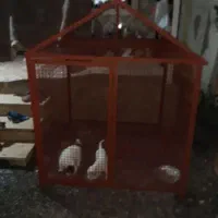 لونه سگ یا لونه مرغ بزرگ