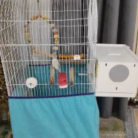 قفس|لوازم جانبی حیوانات|خرم‌آباد, |دیوار