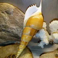 صدف تزئینی سواحل جنوب