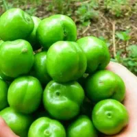 تولید نهال گوجه سبز نخجوان|خدمات باغبانی و درختکاری|قصابه, |دیوار