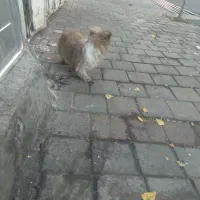 بوبی شیتزو اصل نر ۱۵۰۰تومن|سگ|مشگین شهر, |دیوار