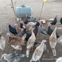 فروش بوقلمون سرحال