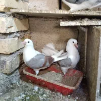 طوقی و دوکت