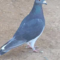 کبوترپرنده