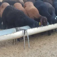 بره نر چاق گوشتی
