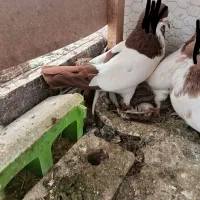 تخم مانتانی پاکستانی، شامی پولک ،طوقی هفت‌رنگ سینه