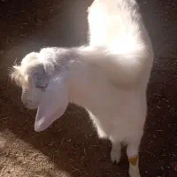 3 بز و 6 بزغاله