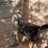 خروس لاری|حیوانات مزرعه|شیراز, فرهنگ شهر|دیوار