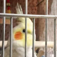 عروس هلندی نر آواز خان