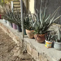 گل آلورا|گل و گیاه طبیعی|محمدیه-قزوین, |دیوار