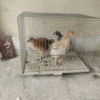 جوجه مرغ