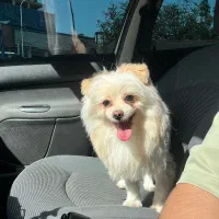 نیازمند پامرین خرسی ماده