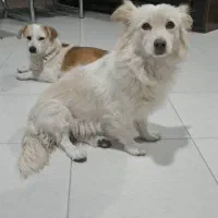 2 تاسگ پیدا شده در گلبهار پرند