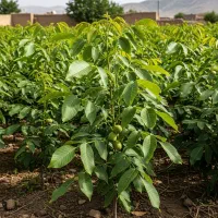 نهال گردو ممتاز،انتخاب خاص برای افراد خاص.|گل و گیاه طبیعی|اسفراین, |دیوار