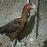 مرغ لاری اصل افقان ۵ونیم دانگ پا سبز