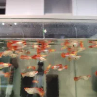 نژاد های مختلف ماهی گوپی