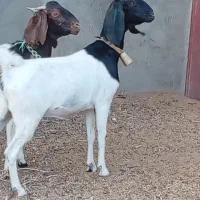 فروش 2راس شاه بز پاکستانی|حیوانات مزرعه|بردسکن, |دیوار