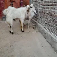 بز و نربز گلابی|حیوانات مزرعه|خاش, |دیوار