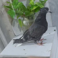 کفتر|پرنده|گرگان, |دیوار