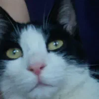 گربه|گربه|سنندج, |دیوار