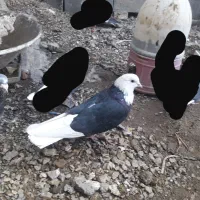 کبوتر شازده