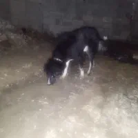 سگ زیبا برو فروش