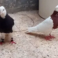 پرنده