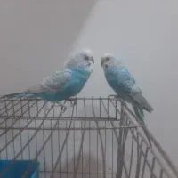 در‌بندر‌ماشهر