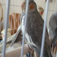 فروش فوری جوجه عروس هلندی|پرنده|مشهد, جاهد شهر|دیوار