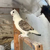 فروش کبوتر بلژیکی|پرنده|بابل, |دیوار