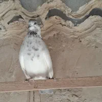 کفتر کل دم بور نر|پرنده|فردیس, داوری|دیوار