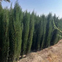 سروناز شیراز|خدمات باغبانی و درختکاری|کرج, احدآباد|دیوار