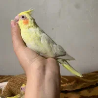 جوجه عروس هلندی سرلاکی