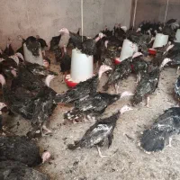 بوقلمون|حیوانات مزرعه|کرج, فاز ۱ مهرشهر|دیوار