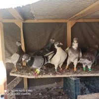 10عدد رنجر|پرنده|کاشمر, |دیوار