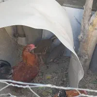 خروس محلی گلین