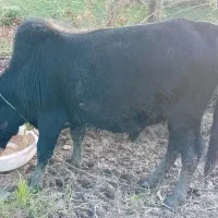 کلچه|حیوانات مزرعه|تالش, طولارود|دیوار