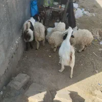 گوسفند دوقلو زا  ،،