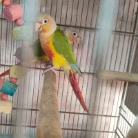 پرنده|پرنده|رودان, |دیوار