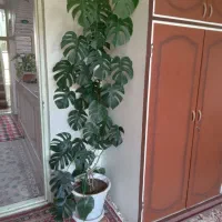 فروش گل