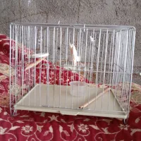 فقس پرنده