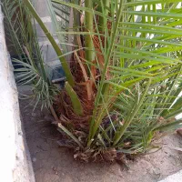 پاجوش نخل|گل و گیاه طبیعی|شادگان, |دیوار