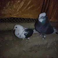 گبوتر شازده فروشی|پرنده|فرخ‌شهر, |دیوار