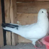 یک عدد کبوتر نو کلک