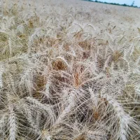 گندم درجه یک