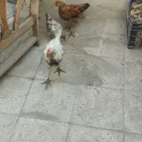 جوجه خروس ومرغ