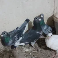 ونروی مسافتی،سارکله همانسل قزوینی،سارکرمونی پرخال|پرنده|ملکآباد, |دیوار