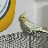 عروس هلندی ۶ماهه