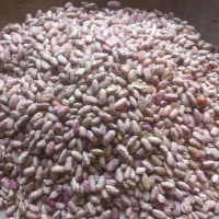 لوبیا چیتی دستچین شده